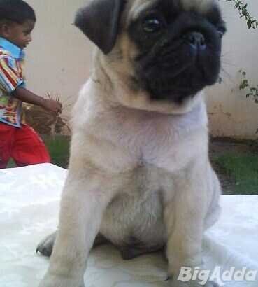 Pug Puppies for Sale in Delhi