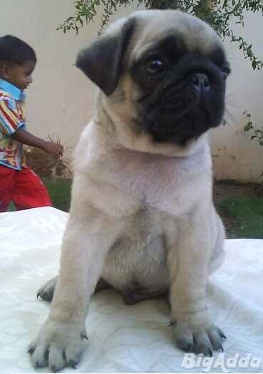 Pug Puppies for Sale in Delhi
