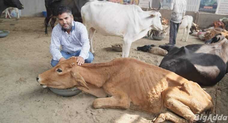 Cow Donation Seva Online