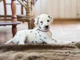 Dalmatian puppies, high stamina 8800539300