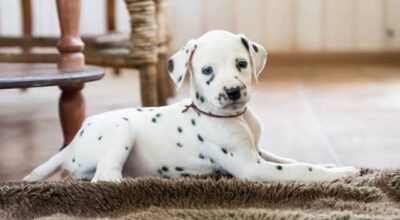 Dalmatian puppies, high stamina 8800539300
