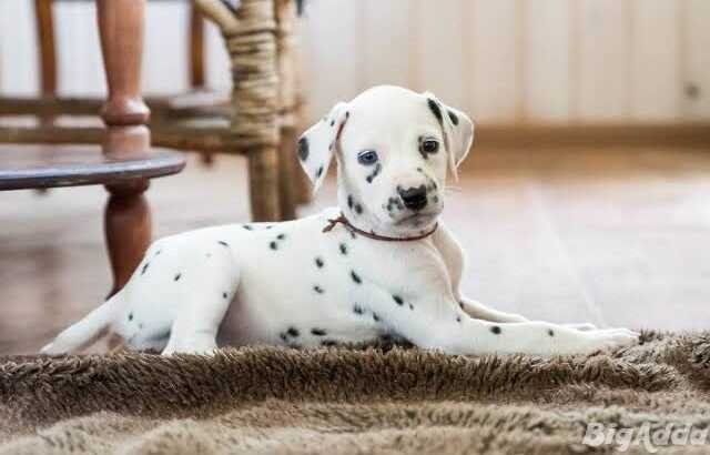Dalmatian puppies, high stamina 8800539300