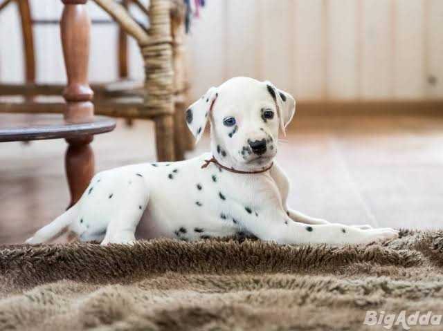 Dalmatian puppies, high stamina 8800539300