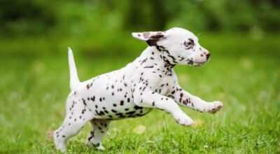 Dalmatian puppies, high stamina 8800539300