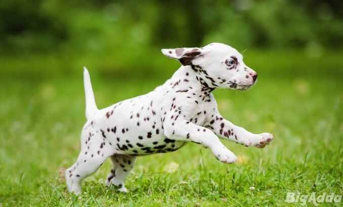 Dalmatian puppies, high stamina 8800539300