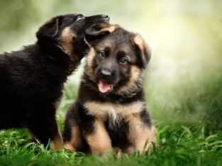 German Shepherd Puppy active intelligent