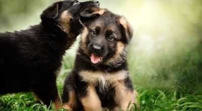 German Shepherd Puppy active intelligent