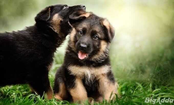 German Shepherd Puppy active intelligent