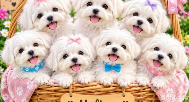Maltese cute puppy and dog