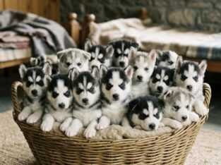 Husky cute puppy and dog