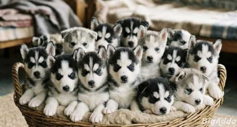 Husky cute puppy and dog