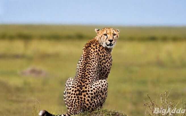 See Kenya’s Big Five – Your African Safari Starts