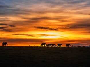 See Kenya’s Big Five – Your African Safari Starts