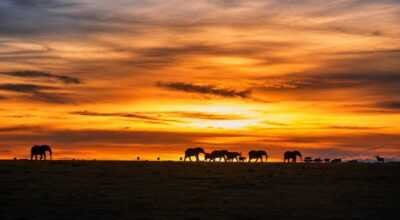 See Kenya’s Big Five – Your African Safari Starts