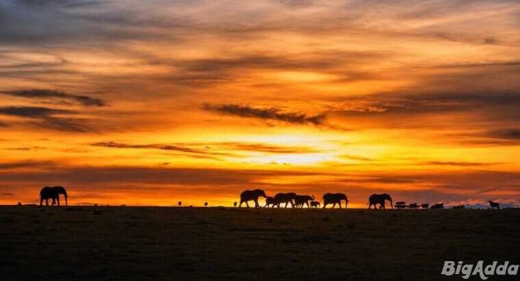 See Kenya’s Big Five – Your African Safari Starts