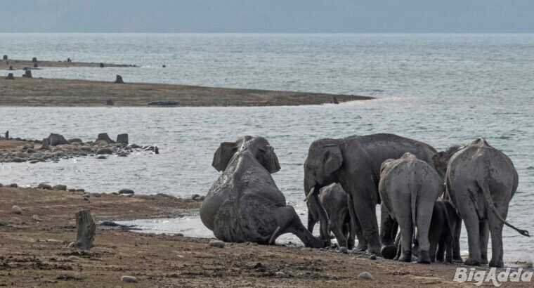Kenya Safari from India: What Should You Know Befo