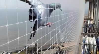 Pigeon Netting & Bird Spikes Service in Noida NCR