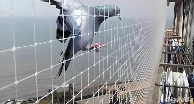 Pigeon Netting & Bird Spikes Service in Noida NCR
