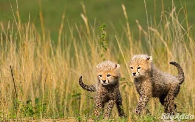 See Kenya’s Big Five – Your African Safari Starts