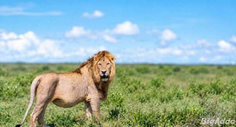 Kenya Safari from India: What Should You Know Befo