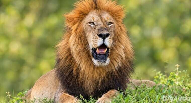 See Kenya’s Big Five – Your African Safari Starts