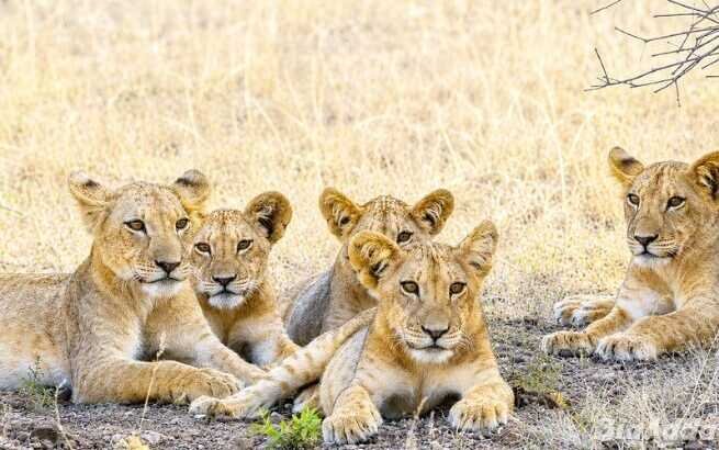 See Kenya’s Big Five – Your African Safari Starts