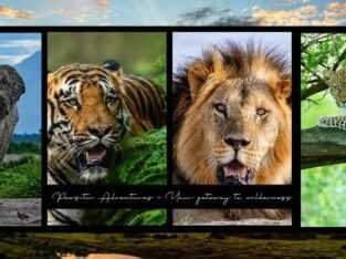 Kenya Safari from India: What Should You Know Befo