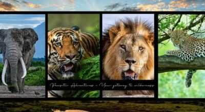 Kenya Safari from India: What Should You Know Befo